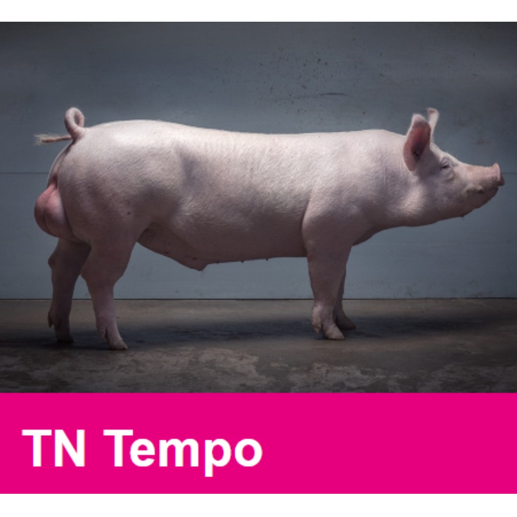 TN Tempo